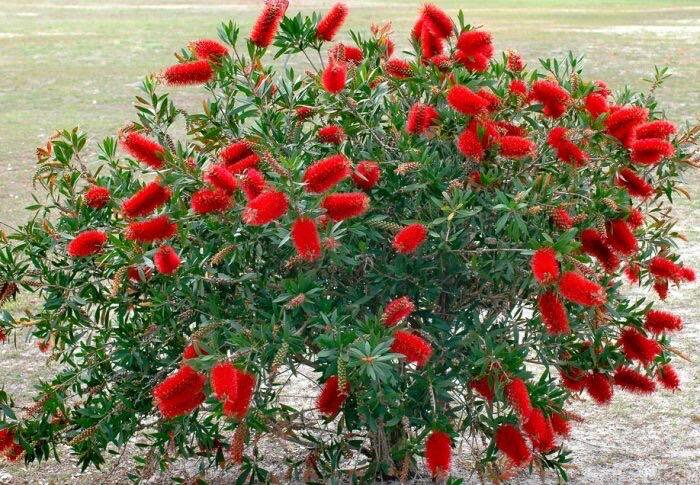  Callistemon    